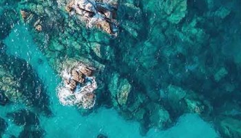 Ундария перистая и армерия приморская